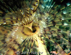 Feather worm. by John Naylor 